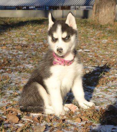 Щенок хаски - девочка