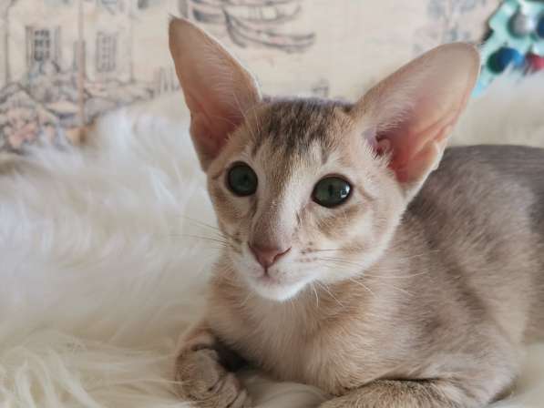 Orientalshorthaircat