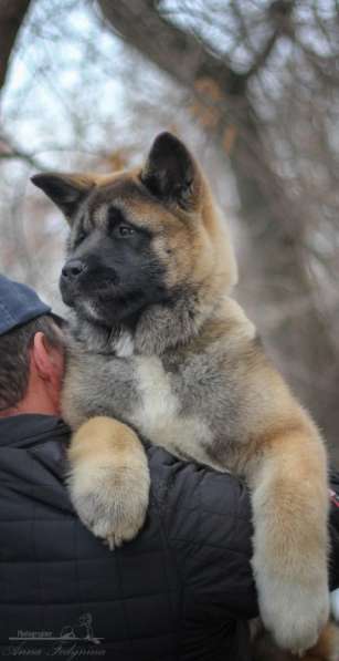 Акита в Ростове-на-Дону фото 76