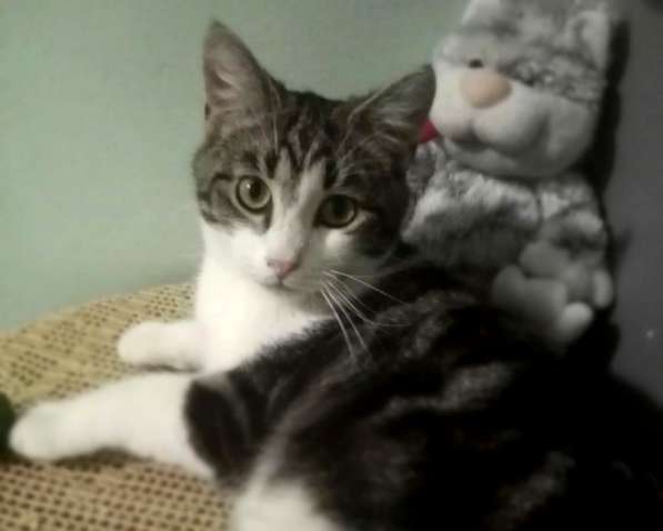 Котенок в добрые руки. Тошка-добрая душа в Москве фото 28