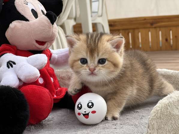 Продаётся котёнок британец! в фото 20
