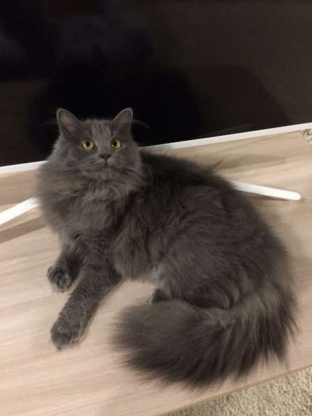 Пушок - красивый котик нибелунг в добрые руки в Москве