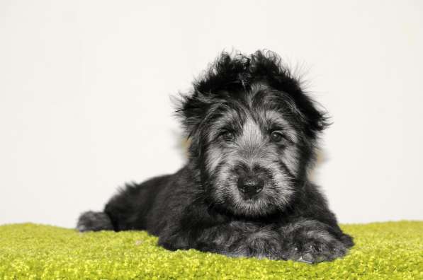 The Skye Terrier. Puppies в фото 7