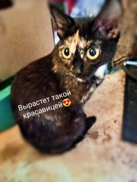 Чёрный котёнок - девочка в Новосибирске фото 3