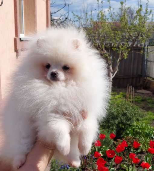Померанский шпиц