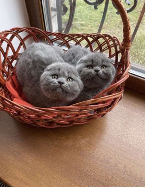 Шикарная шотландская вислоухая девочка в фото 4