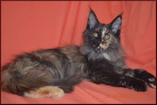 Роскошный черный котик мейн-кун из питомника в Астрахани фото 99