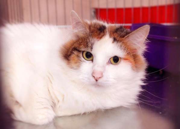 Кошечка Лола в Москве фото 3