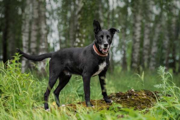 Статный красавец Виконт ищет семью в Москве фото 14