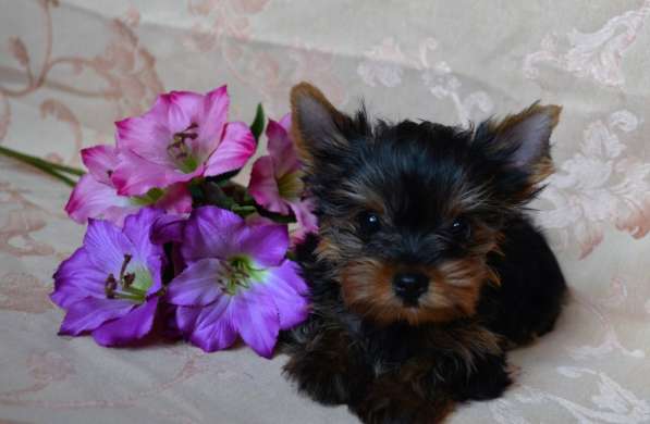 Йорочка подрощенная Мини девочка бэби фейс в Москве фото 4