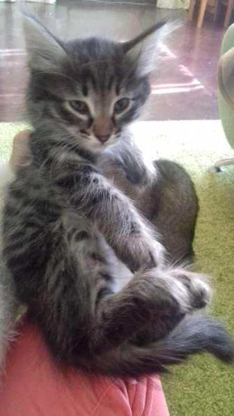 Котята в добрые руки, г. Уфа, возраст 2 месяца в Уфе