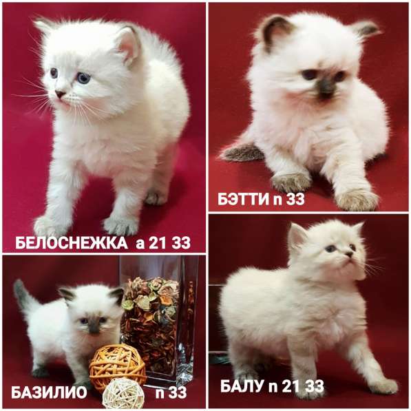 Чистокровные Сибирские котята в Москве фото 12
