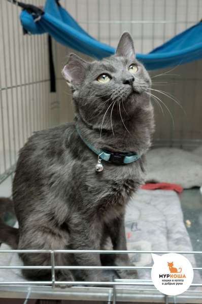 Кот Штирлиц в Москве фото 3