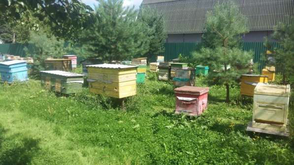 Пчелопакеты Пчелы Пчелосемьи в Москве фото 4