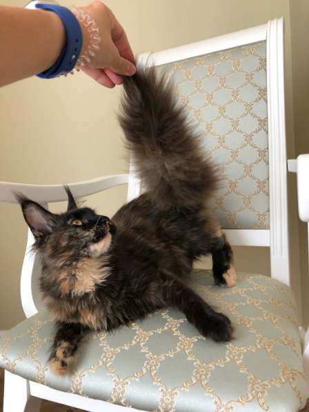 Солидная черепаха мейнкун в Аксае фото 7