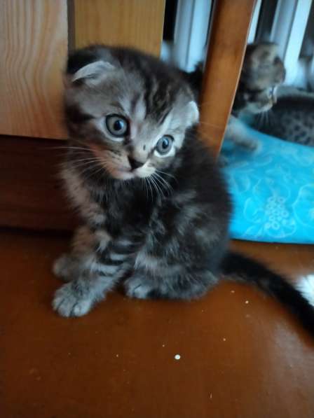 Шотландские котята в фото 31