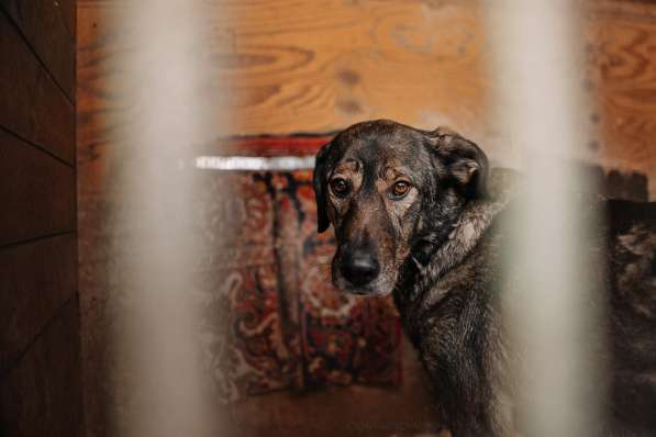 Надёжный Друг Курт ищет семью в Москве фото 12