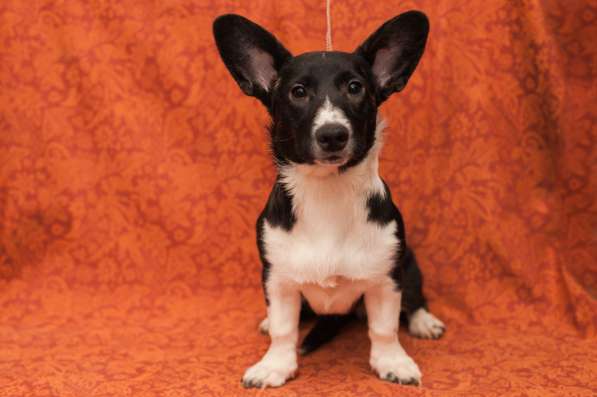 Щенки Вельш-Корги Кардиган в Воронеже фото 9