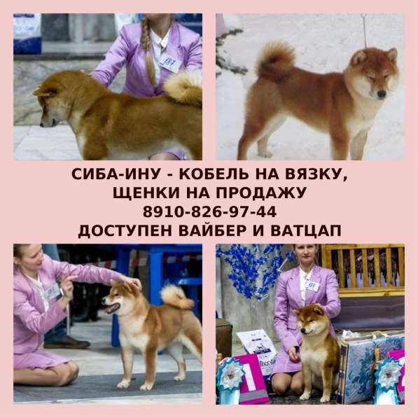 Сиба-ину для вязки