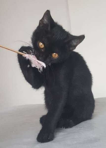Черный котенок 2,5 мес, отдам в добрые руки, в дар в Москве фото 5