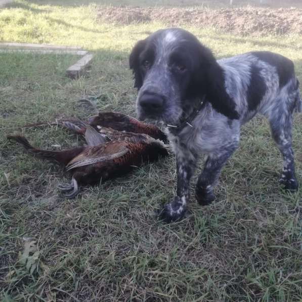Щенки кокер спаниеля в Краснодаре фото 4