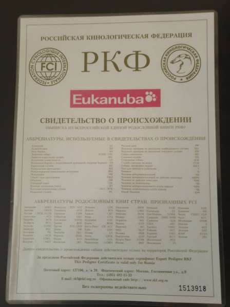 Сибирский хаски, кобель, вязка в Краснодаре фото 4
