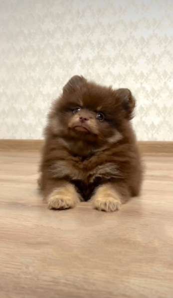 Pomeranian spitz. Choco tan