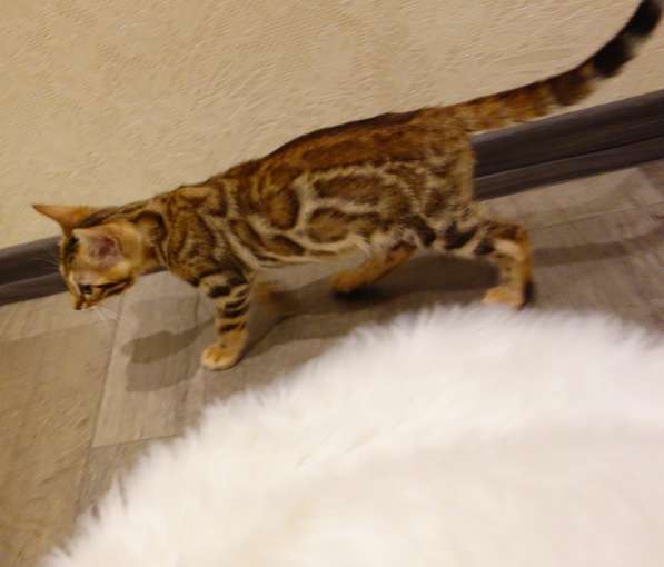 Бенгальские котята в фото 7