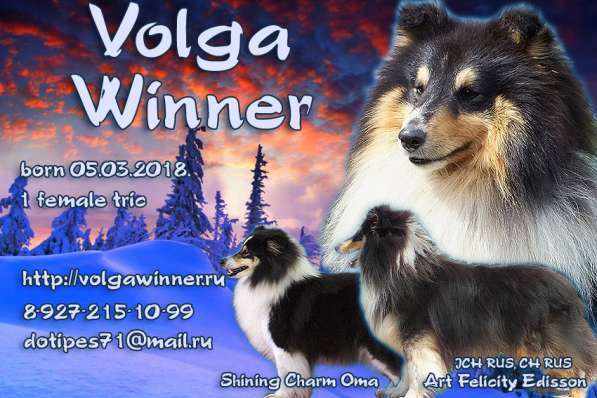 Шелти щенок в Тольятти