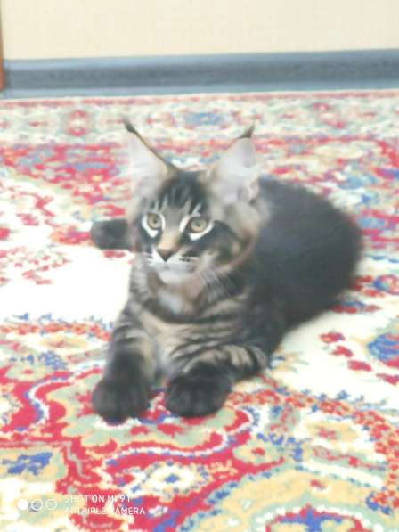 Продам котят породы Мейн-Кун в Екатеринбурге