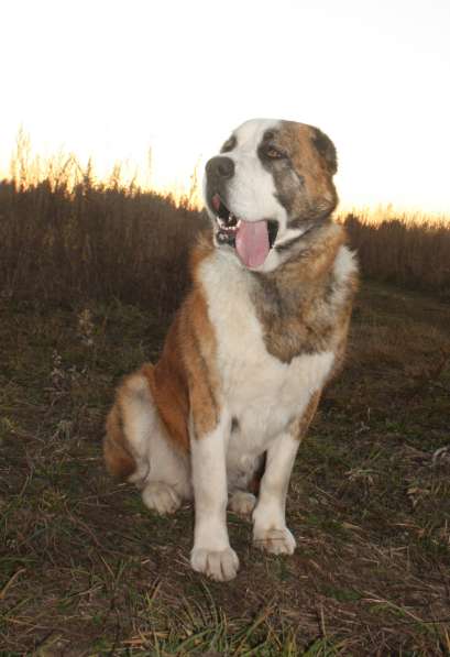 Вязка в Москве фото 14