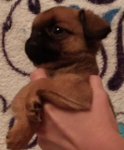 Великолепные щенки гриффона и пти-брабансона. Вязки в Москве фото 39