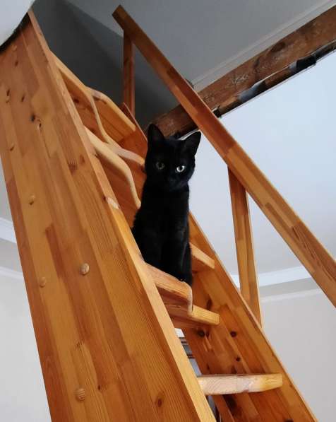 Бурманский кот Алекс окраса черный бриллиант ищет дом