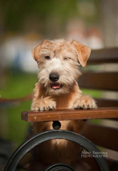 Ирландский мягкошерстный пшеничный терьер щенки в Москве фото 6