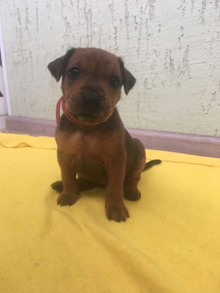 Щенки немецкого пинчера в Саратове фото 6