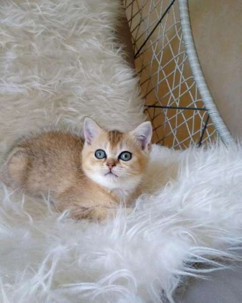 Золотые котята, питомник в Краснодаре фото 5