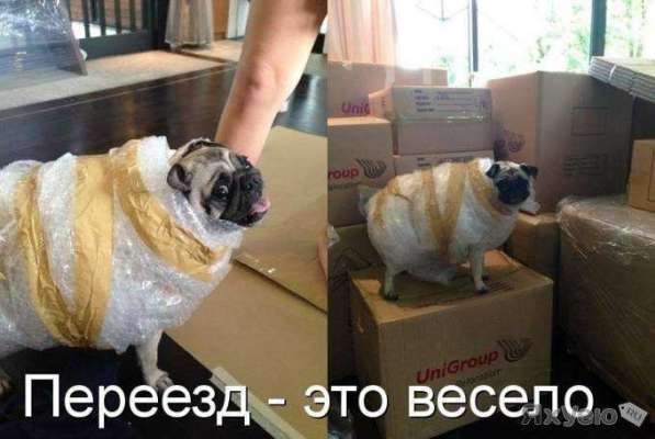 Вывоз мусора, грузчики в Смоленске фото 6