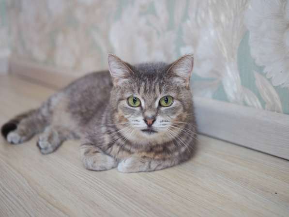 Идеальная кошка-компаньон Лиза в добрые руки в Москве фото 9