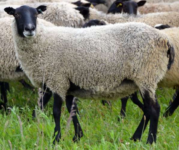 Племенные овцы породы Романовская (из Европы класса Элита) в фото 8