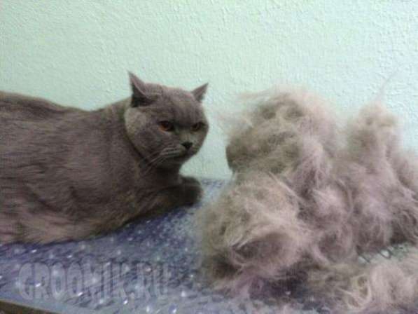 Стрижка собак и кошек в Москве