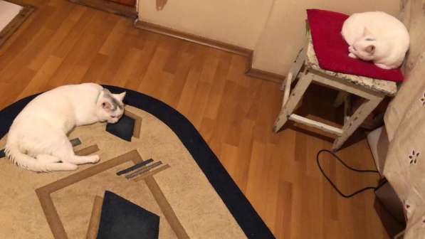 Шотландские котята в фото 11