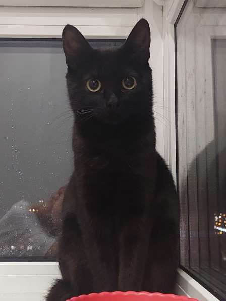 Кошка Чёрная Мамба ищет дом в Химках фото 8