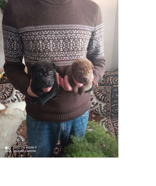 Щенки в Краснодаре фото 9