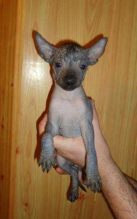 Щенки Мексиканской голой собаки-миниатюра