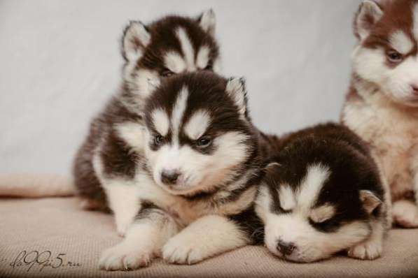 Шоколадно-белые и черно-белые щенки хаски в Санкт-Петербурге фото 3