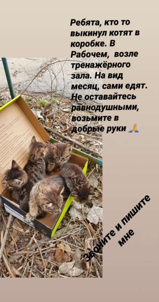 Милые котята в Волжский фото 3