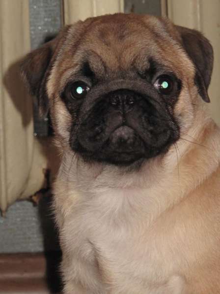 Мопс абрикосовый мальчик в фото 6