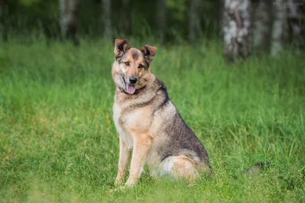 Дружелюбный Денвер ищет семью в Москве