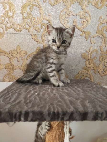 Мраморные шотландские котята в фото 12