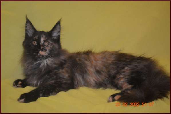 Роскошный черный котик мейн-кун из питомника в Астрахани фото 97